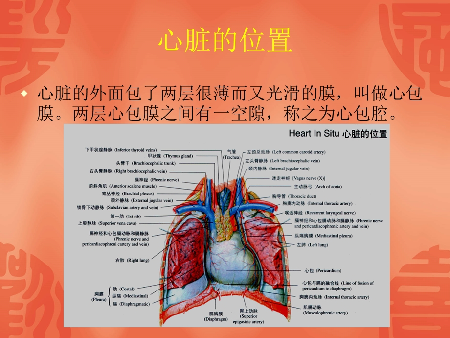 最新心脏基础知识课件PPT文档.ppt_第3页