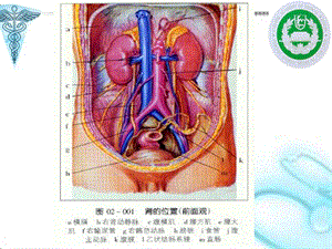 原发性肾小球肾炎文档资料.ppt