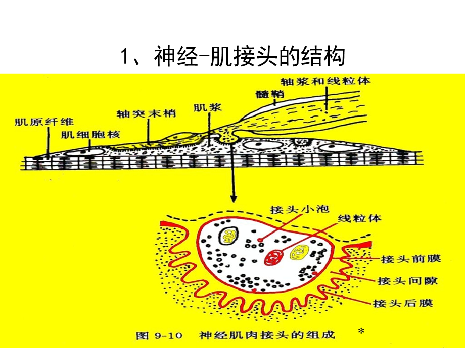 最新细胞基本功能第二部分PPT文档.ppt_第1页