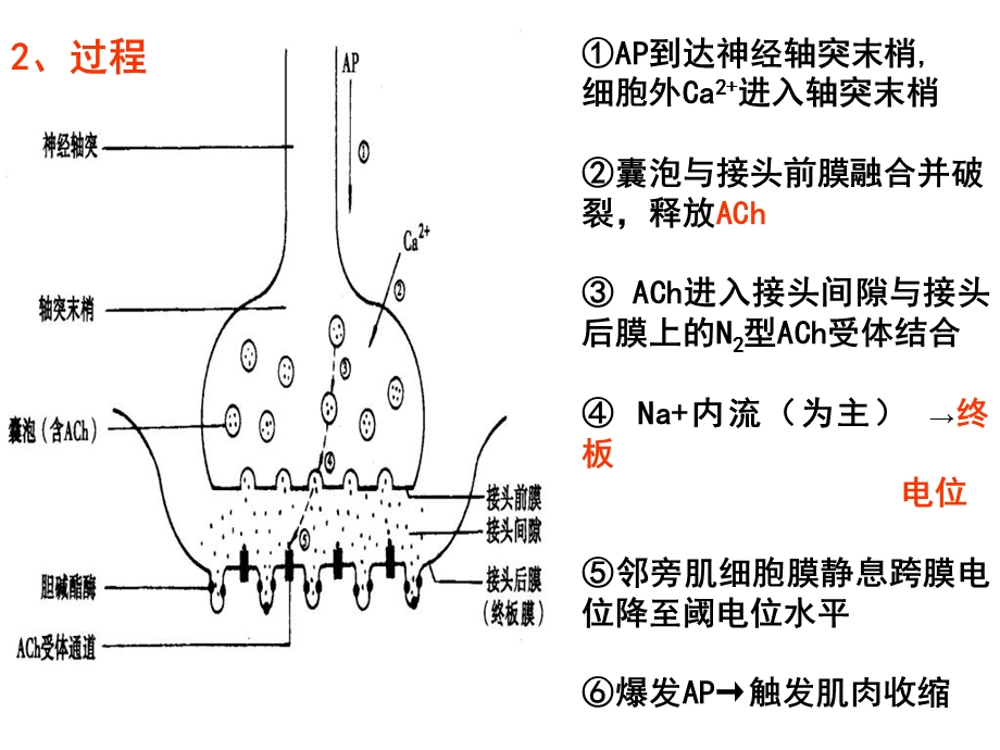 最新细胞基本功能第二部分PPT文档.ppt_第2页