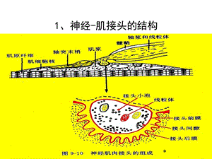 最新细胞基本功能第二部分PPT文档.ppt