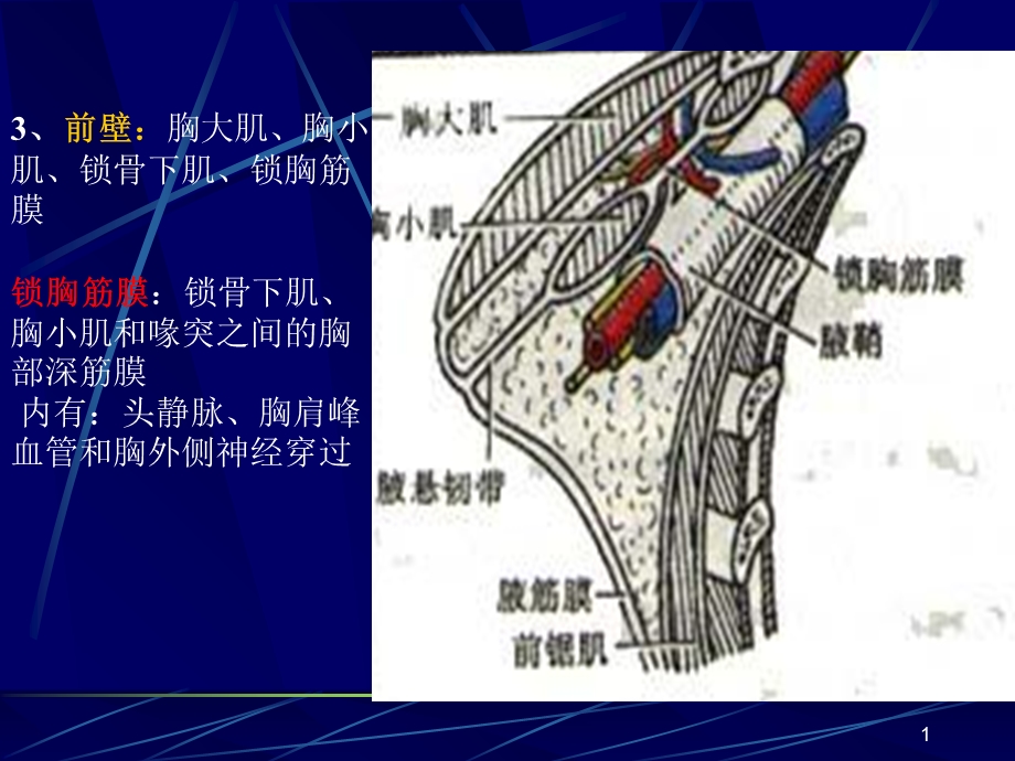 局部解剖学上肢精选文档.ppt_第1页