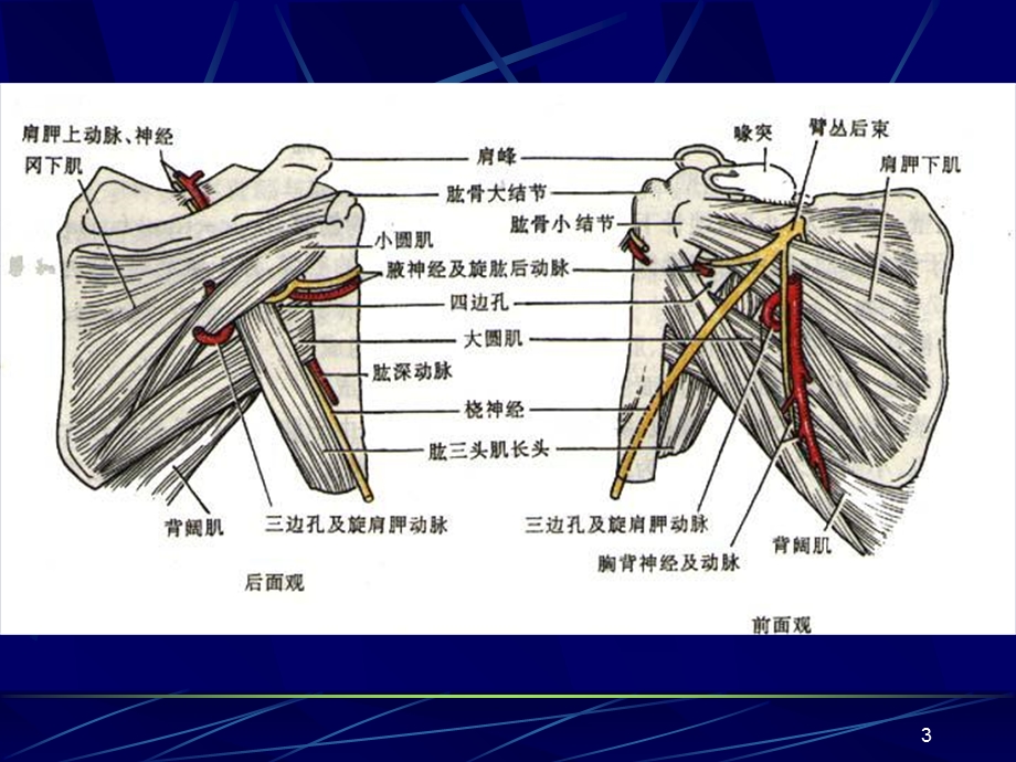 局部解剖学上肢精选文档.ppt_第3页