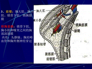 局部解剖学上肢精选文档.ppt