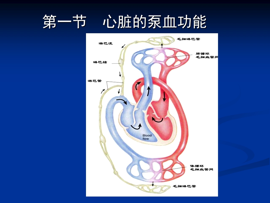 第四章循环系统第一节心脏泵血功能文档资料.ppt_第1页