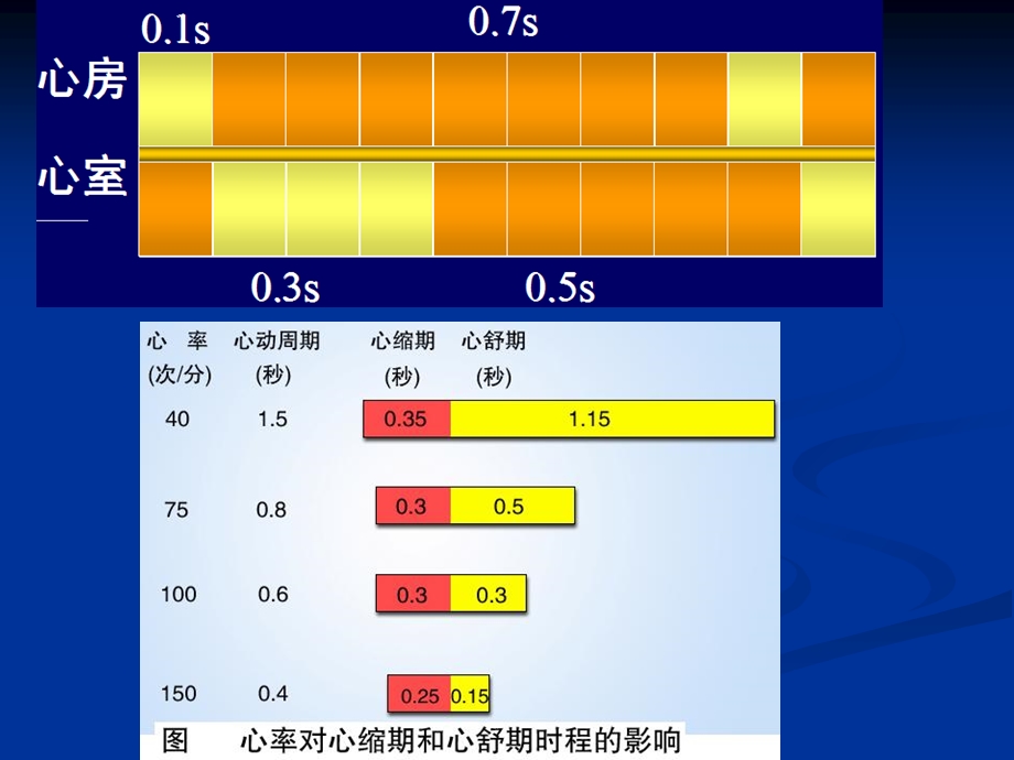 第四章循环系统第一节心脏泵血功能文档资料.ppt_第3页