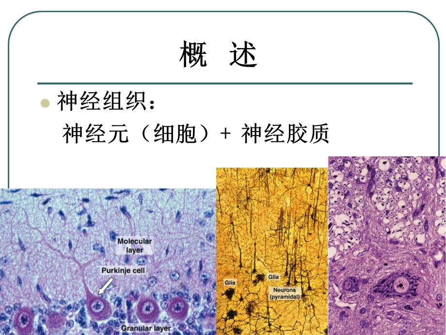 本科神经组织精选文档.ppt_第2页