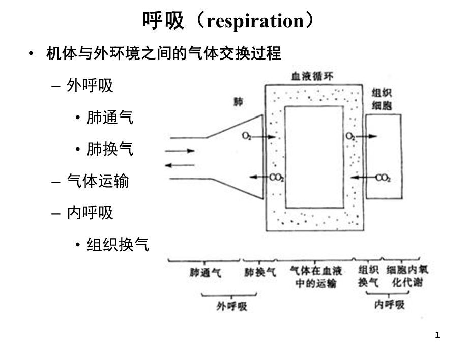 最新：生理学课件05章呼吸人卫第八版临床本科文档资料.ppt_第1页