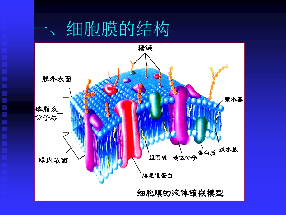 2第二章细胞膜及跨膜信号通讯PPT课件.ppt_第1页