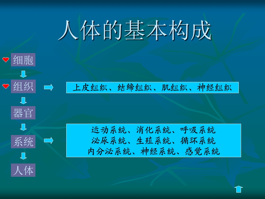 2第一节细胞及细胞间质文档资料.ppt_第2页