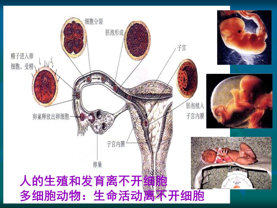 2第一节细胞及细胞间质文档资料.ppt_第3页