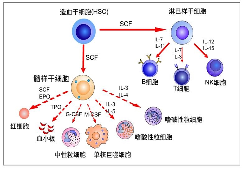 淋巴细胞成熟与抗原受体基因的表达文档资料.ppt_第2页