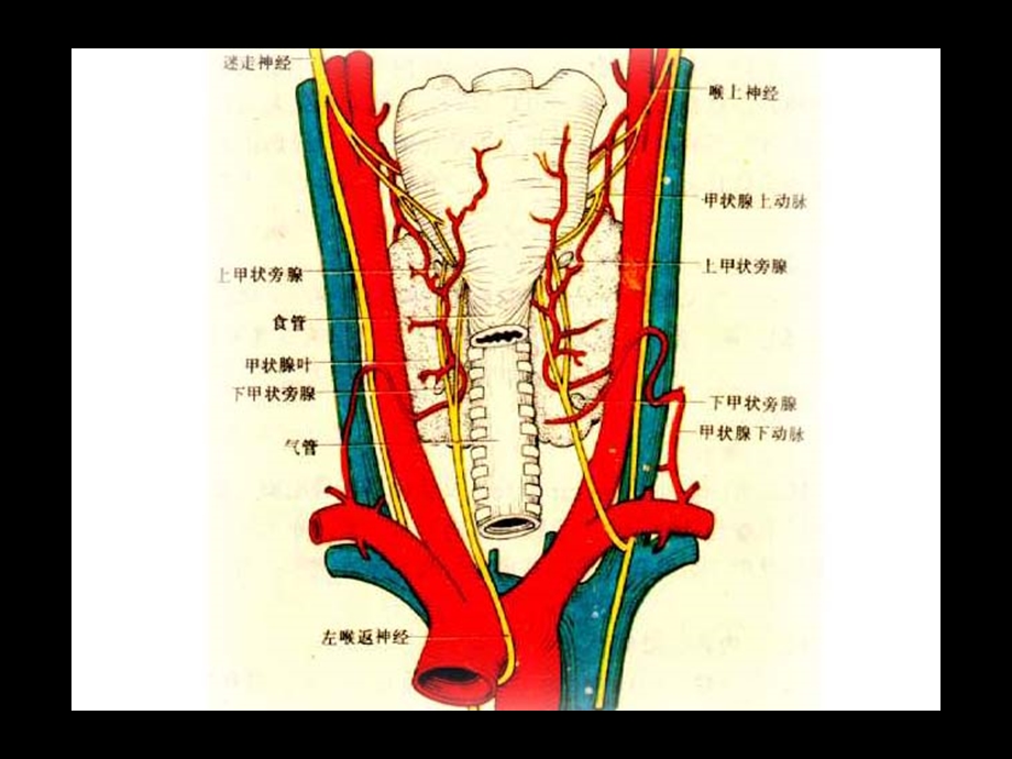 甲状腺Thyroid疾病PPT文档.ppt_第3页