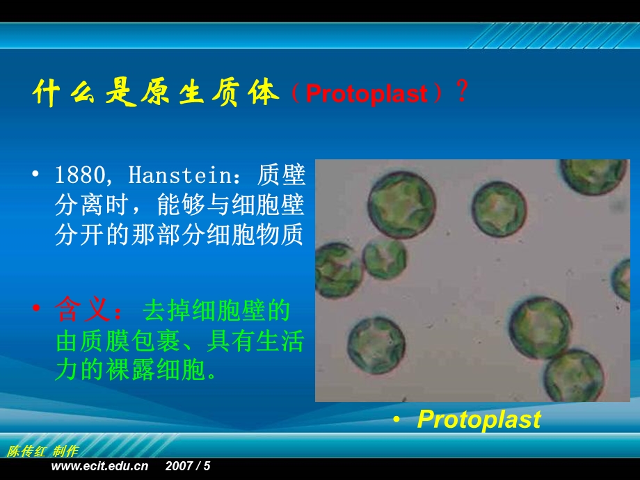 最新植物组织培养第七章植物原生质体培养及细胞融合PPT文档.ppt_第2页