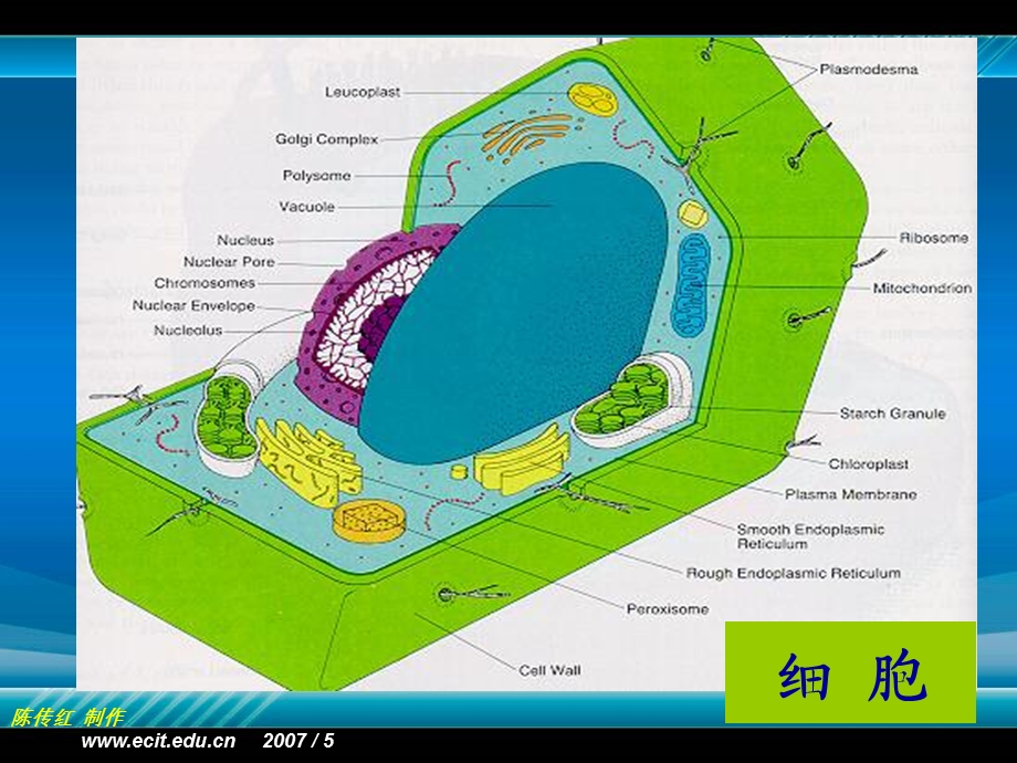 最新植物组织培养第七章植物原生质体培养及细胞融合PPT文档.ppt_第3页