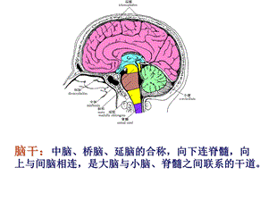 神经动物学82脑干PPT文档.ppt