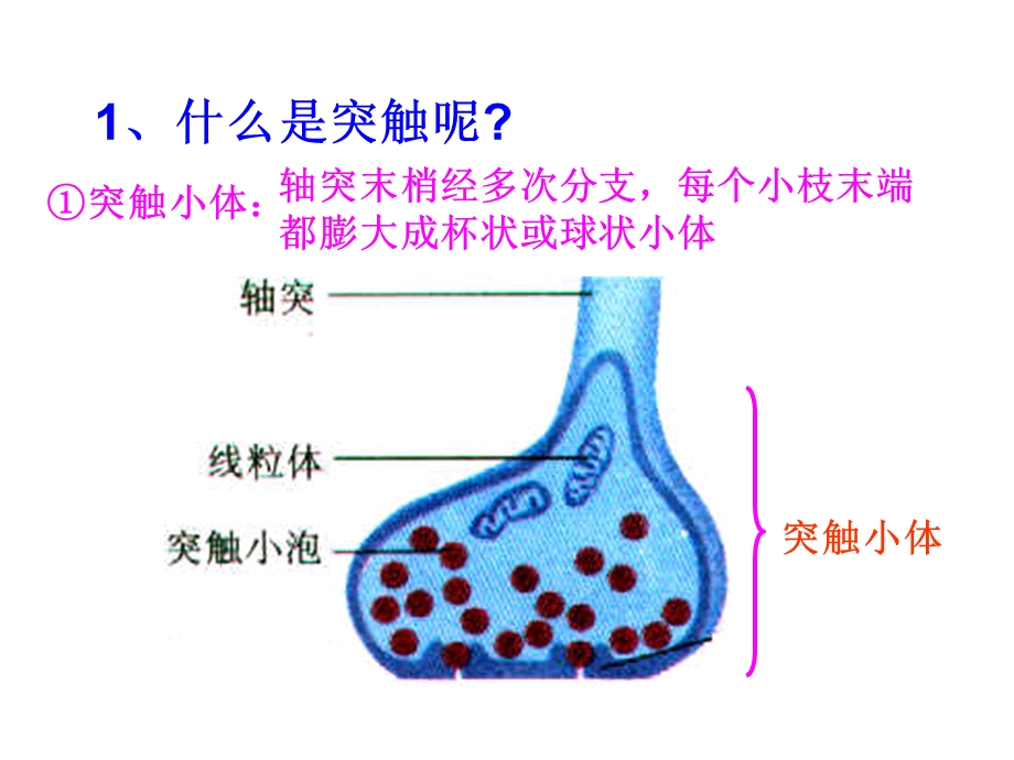 生物：21通过神经系统的调节课件4新人教版必修306文档资料.ppt_第3页