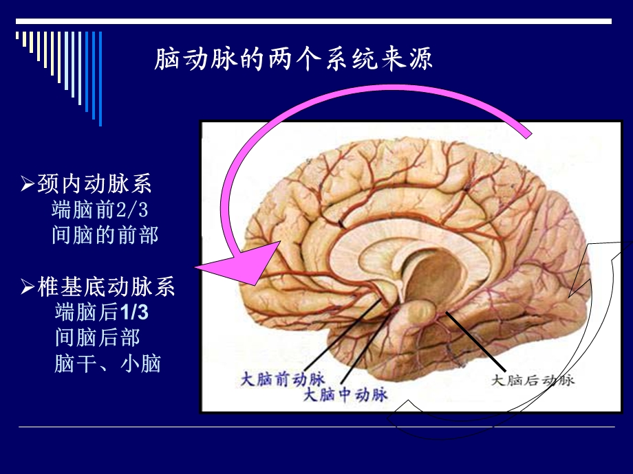 最新：脑动脉的解剖文档资料.ppt_第2页