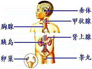 最新人体的神经调节1PPT文档.ppt