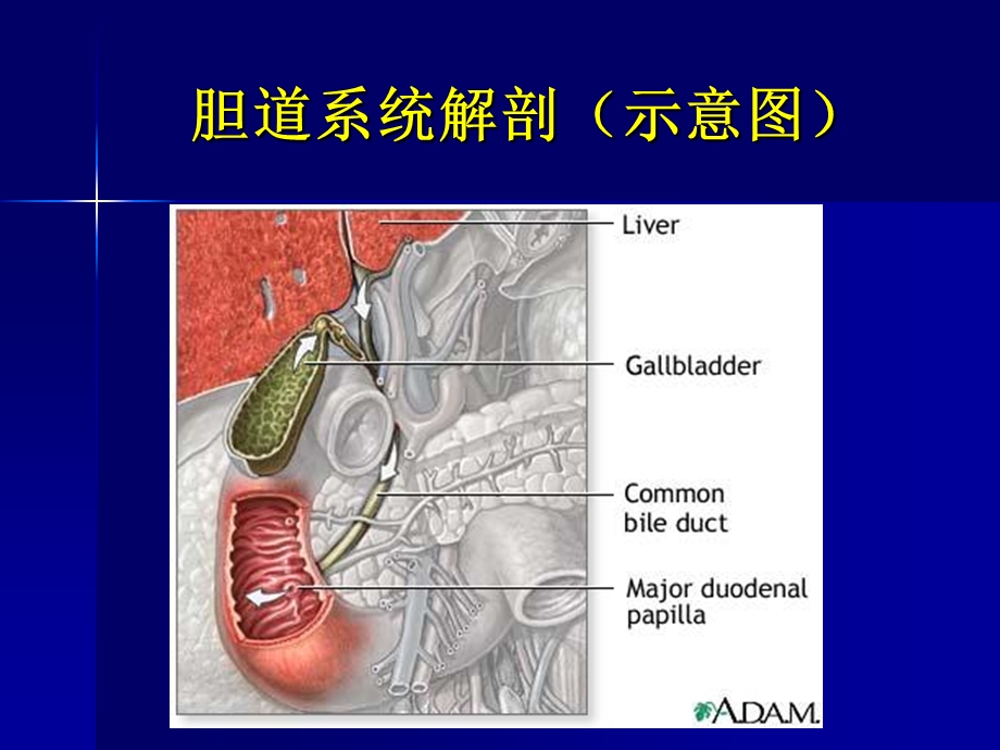 最新：胆系疾病影像诊断ppt课件文档资料.ppt_第3页