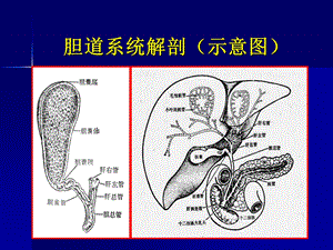 最新：胆系疾病影像诊断ppt课件文档资料.ppt