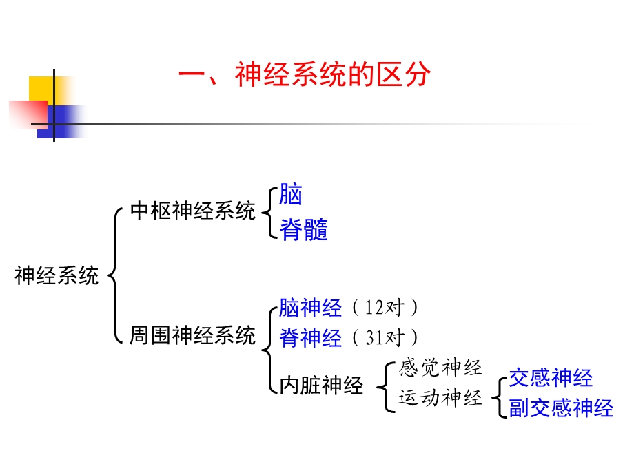 9中枢神经系统PPT文档资料.ppt_第2页