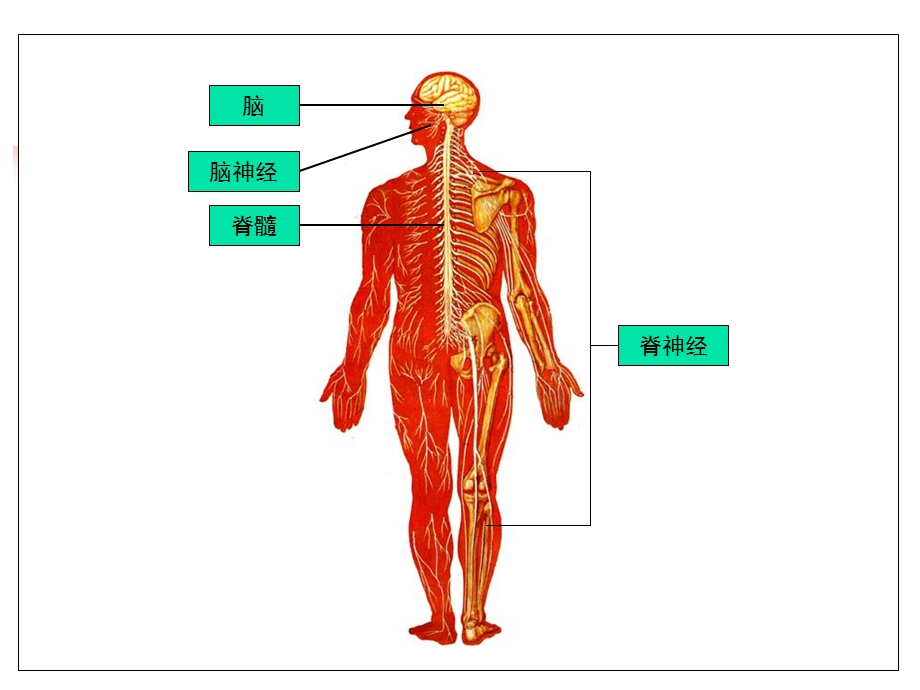 9中枢神经系统PPT文档资料.ppt_第3页