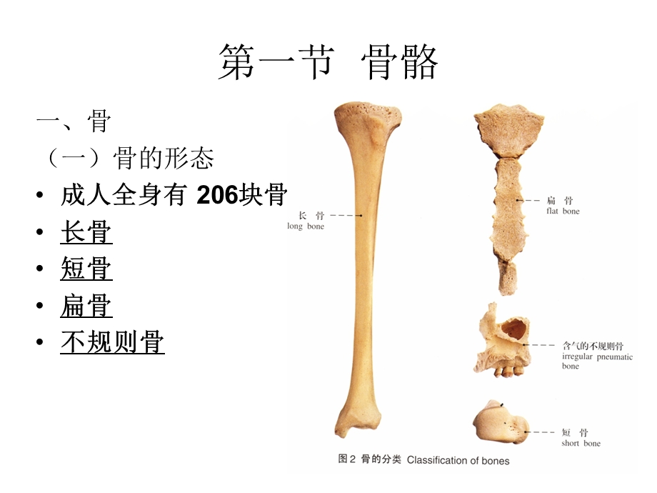 2人体解剖学课件运动系统文档资料.ppt_第1页