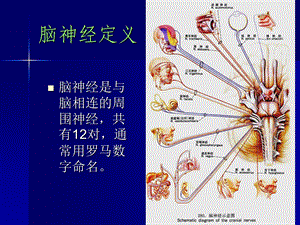 第4脑神经PPT文档.ppt