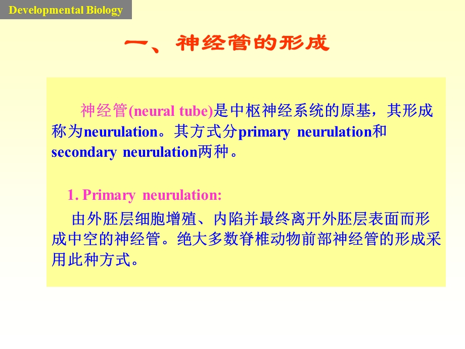 发育生物学课件神经系统的发育文档资料.ppt_第2页