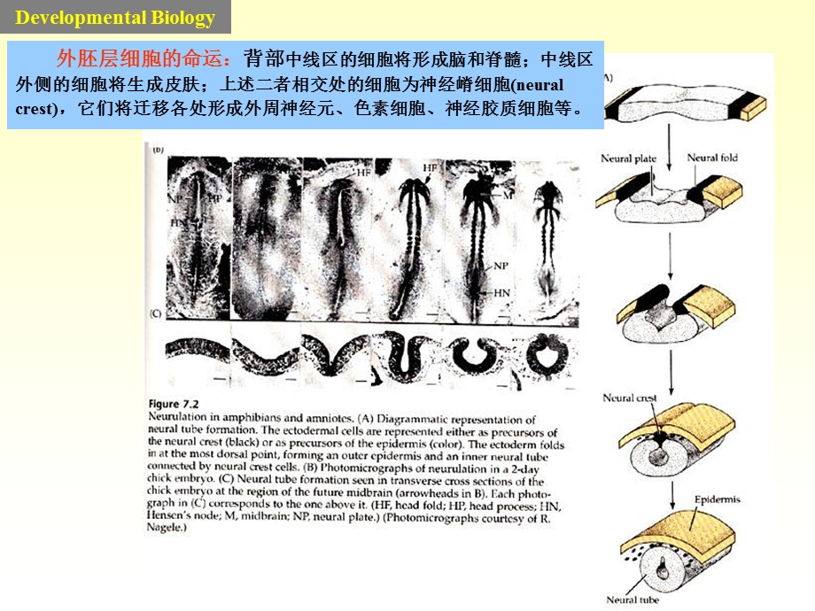 发育生物学课件神经系统的发育文档资料.ppt_第3页