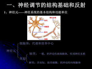 最新第一节通过神经系统的调节课件PPT文档.ppt