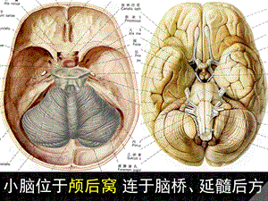 小脑分析课件PPT文档.ppt