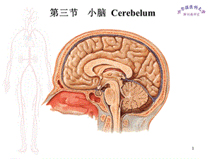 最新哈医大系解课件小脑、间脑PPT文档.ppt