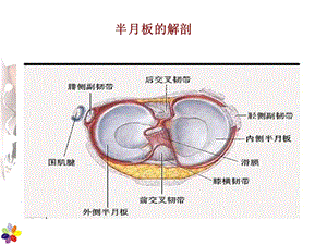 最新半月板损伤PPT文档.ppt