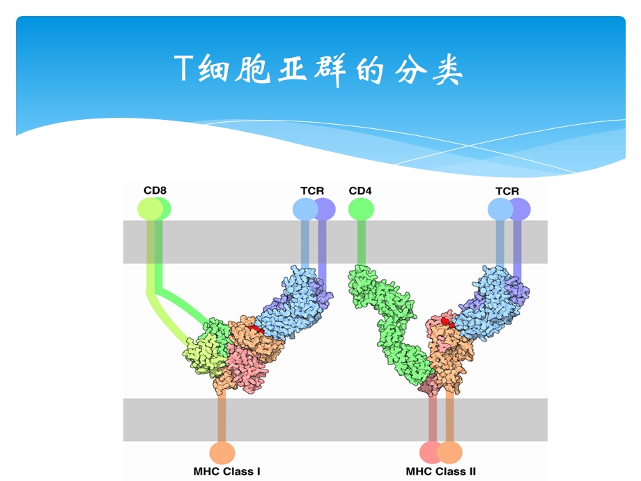 T淋巴细胞亚群及其临床意义1PPT文档资料.pptx_第1页