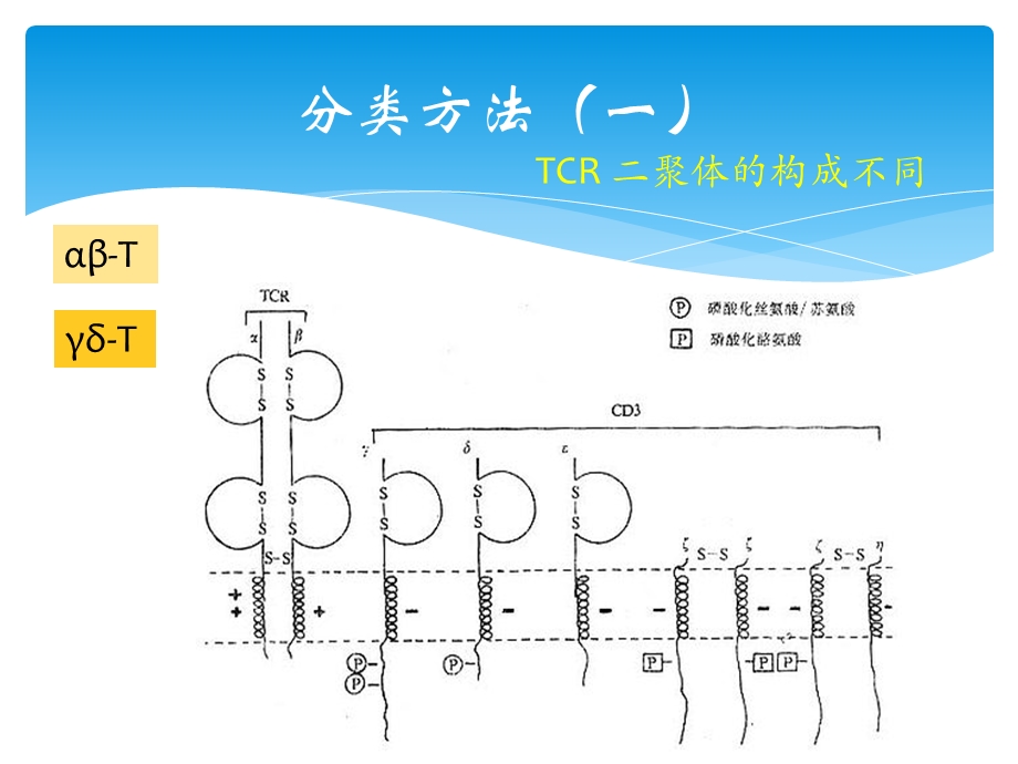 T淋巴细胞亚群及其临床意义1PPT文档资料.pptx_第2页