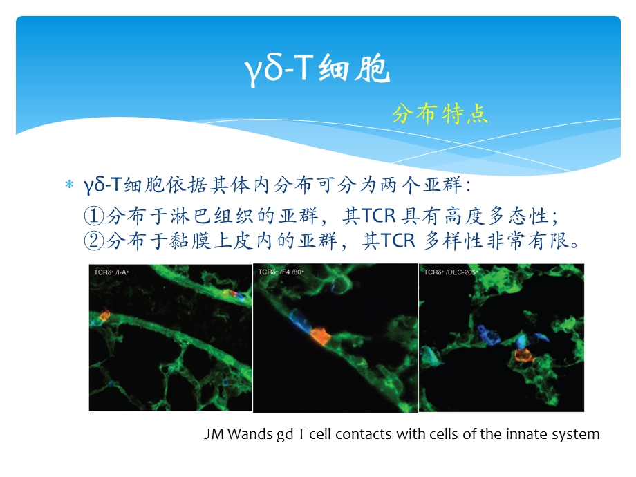 T淋巴细胞亚群及其临床意义1PPT文档资料.pptx_第3页