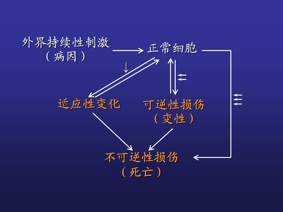 子宫内膜病理第一章 细胞、组织的适应、损伤与修复精选文档.ppt_第1页