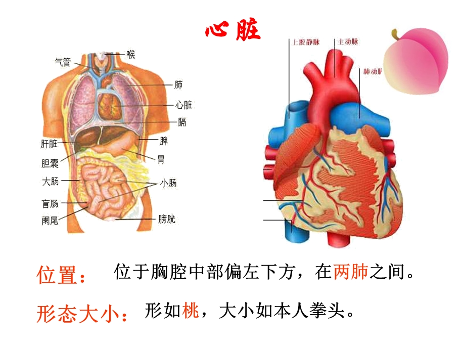 最新：心脏和血液循环我文档资料.ppt_第2页