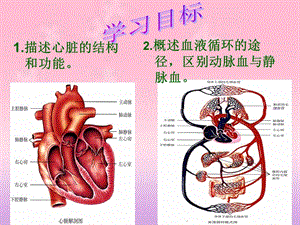 最新：心脏和血液循环我文档资料.ppt