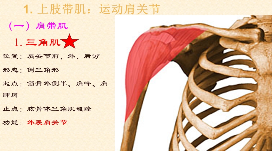 最新上肢解剖PPT文档.ppt_第1页