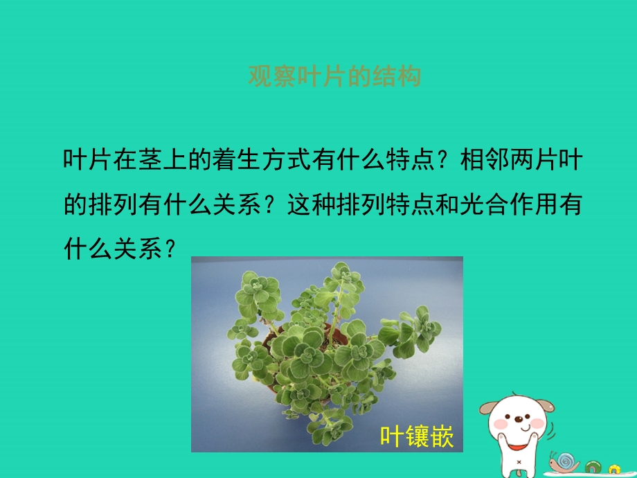 七年级生物上册2.1.3绿色植物的光合作用第二课时课件新版济南版.pptx_第3页