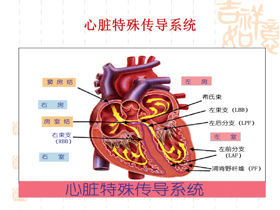 最新第六节心律失常课件PPT文档.ppt_第3页