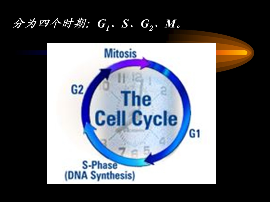 最新细胞增值周期课件PPT文档.ppt_第2页