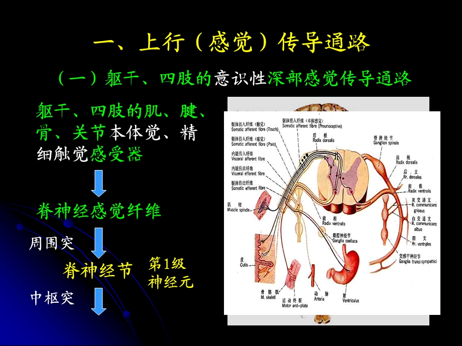 人体解剖学：传导路精选文档.ppt_第1页