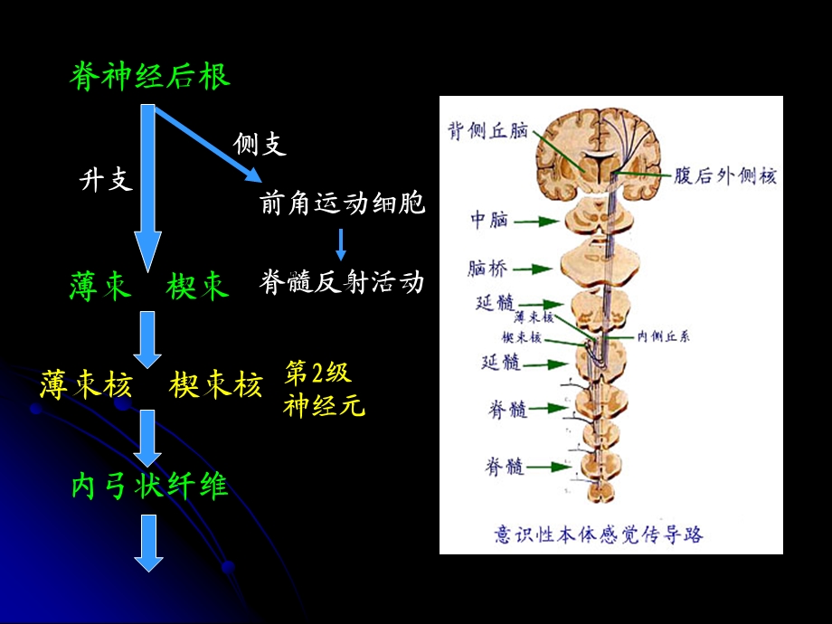 人体解剖学：传导路精选文档.ppt_第2页