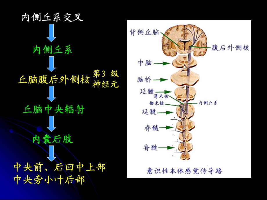 人体解剖学：传导路精选文档.ppt_第3页