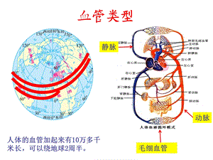 最新第三章人体内的物质运输第二节物质运输的器官(血管)(20张)ppt课件PPT文档.ppt