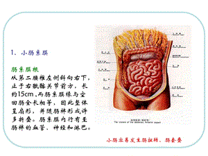 最新人体结构腹部PPT文档.ppt